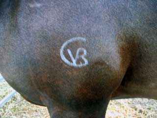 Horse branding result - hunter valley, nsw, qld