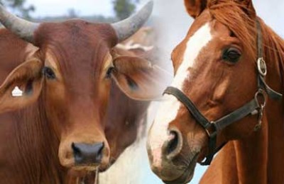 Freeze Branding Process