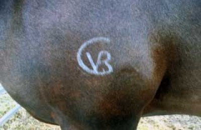 Post Branding Results